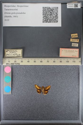 Media type: image;   Entomology 208270